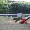 foire-haricots 2011-09-17et18